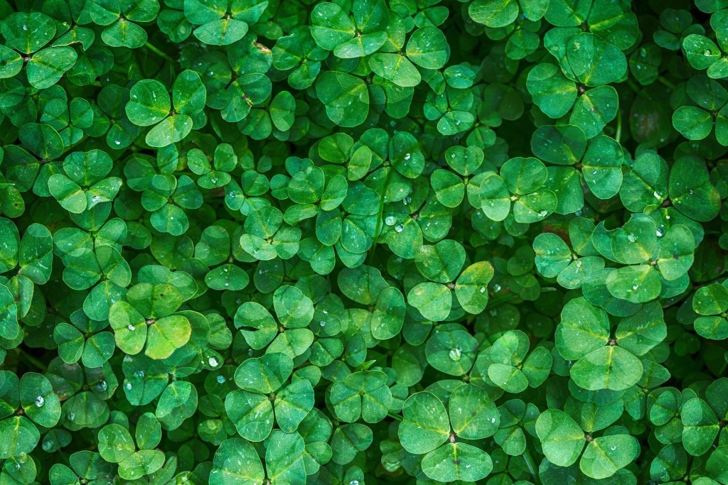 Les chroniques de Smile Globalgreening