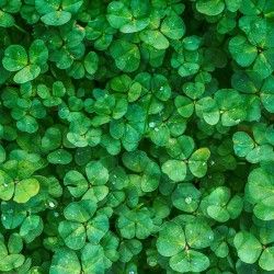 Les chroniques de Smile Globalgreening